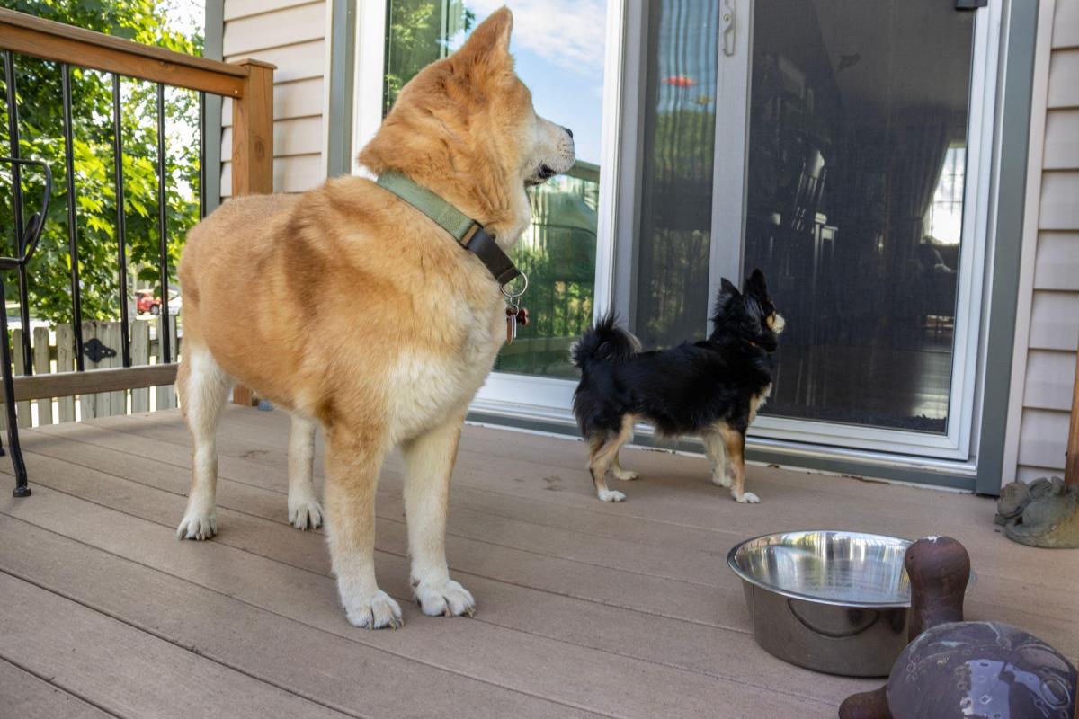 Why Does Your Dog Wait by the Door When You Come Home? As Cute As It Is, The Reason Is a Little Sad