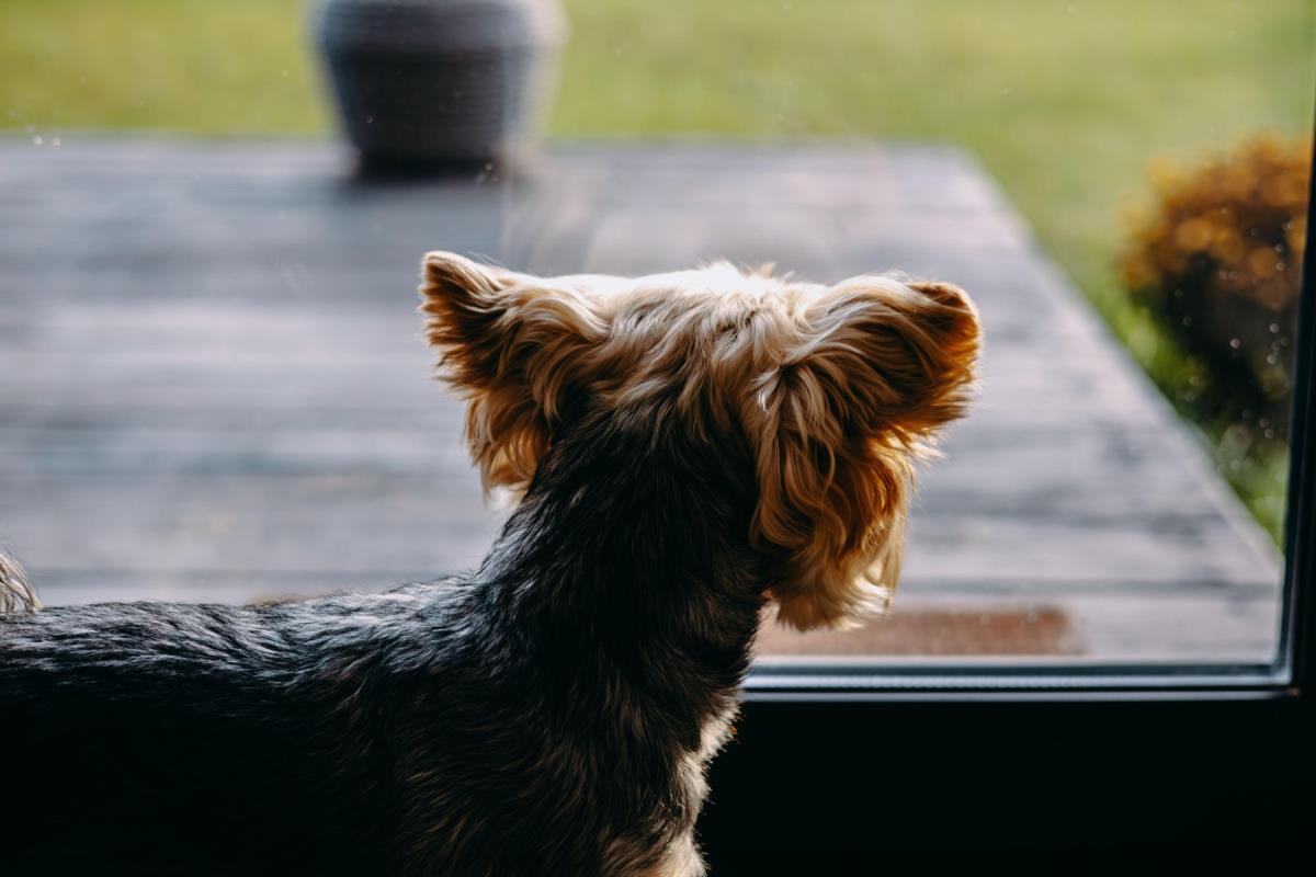 These Dog Breeds Bark the Most! See If Your Pet is on the List of the Loudest!