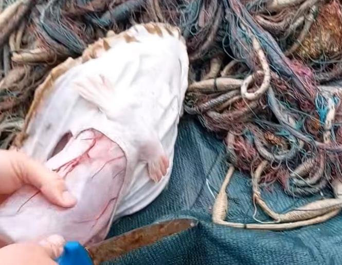 "I HAVE NEVER SEEN ANYTHING LIKE THIS" Đani caught a fish, and when he gutted it