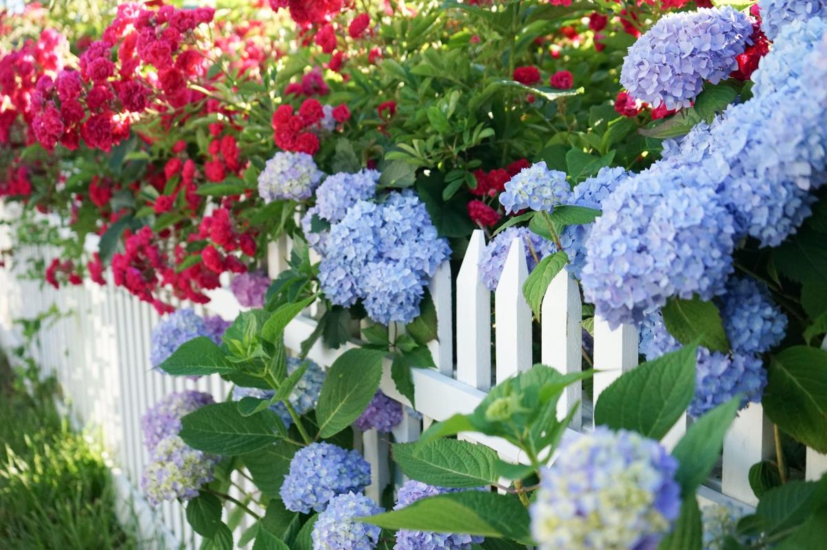 THIS FLOWER BLOOMS LIKE CRAZY IF YOU KNOW THIS! The biggest mistake everyone makes can destroy the plant: They are popular again, and it's the perfect time to plant!