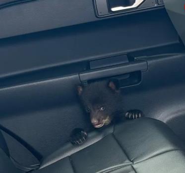 Police officer finds bear cub: When he received the call, he thought it was a joke, and then he discovered the sad background of this story