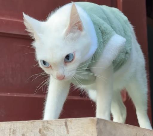 Annoyed Cat Conquers the Internet: Compared to Cartoon Characters, Here's What Angered It (VIDEO)