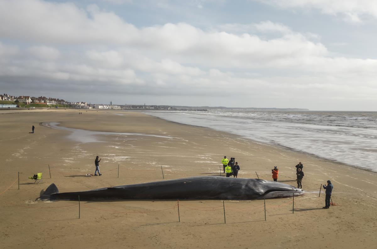 12-METER-LONG WHALE STRANDED ON FRENCH BEACH, Rescue Attempt Leads to Shocking Outcome