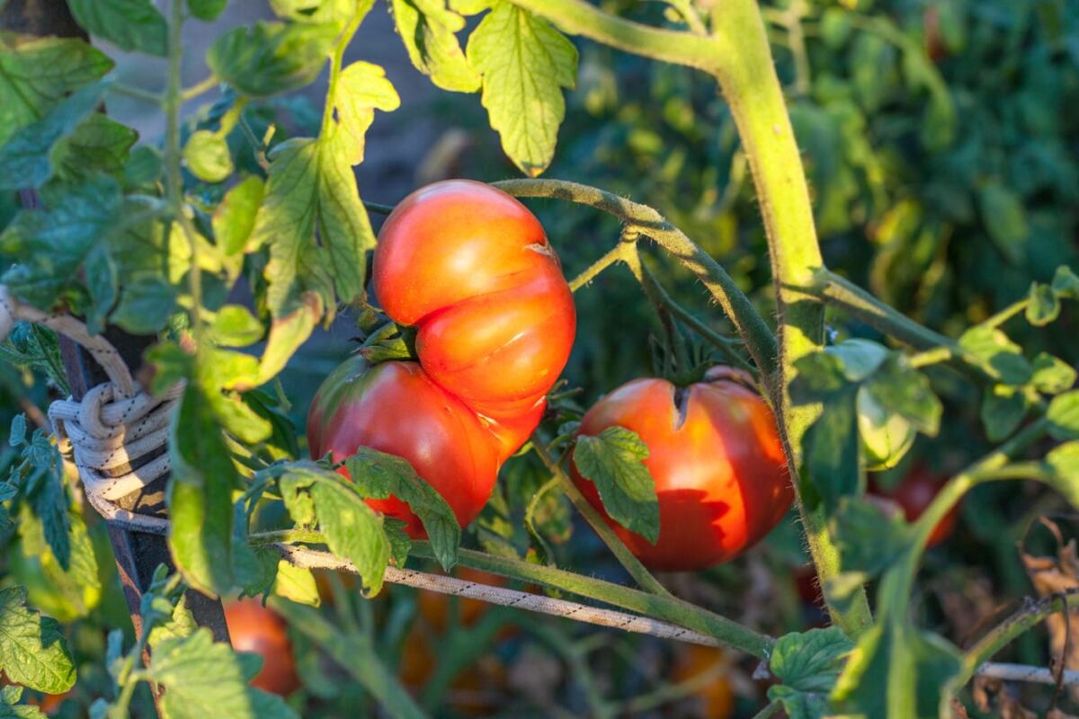 Sprinkle This Powder Around Tomatoes and Watch Them Grow: The Fruits Will Be Bigger, Juicier, and Double!