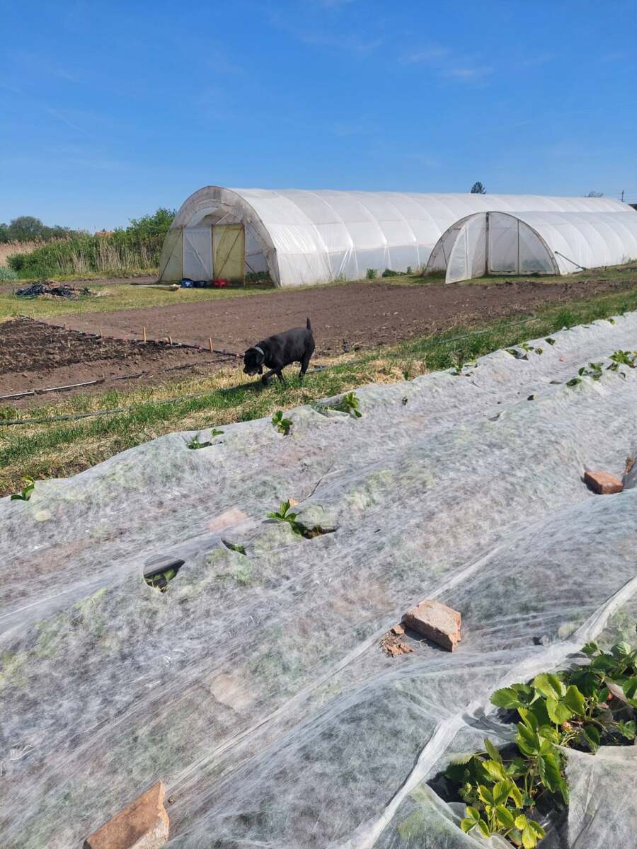 NO CHOICE! After strawberry theft and great damage near Kikinda, owner secures property with cameras, dogs, and electricity (PHOTO)