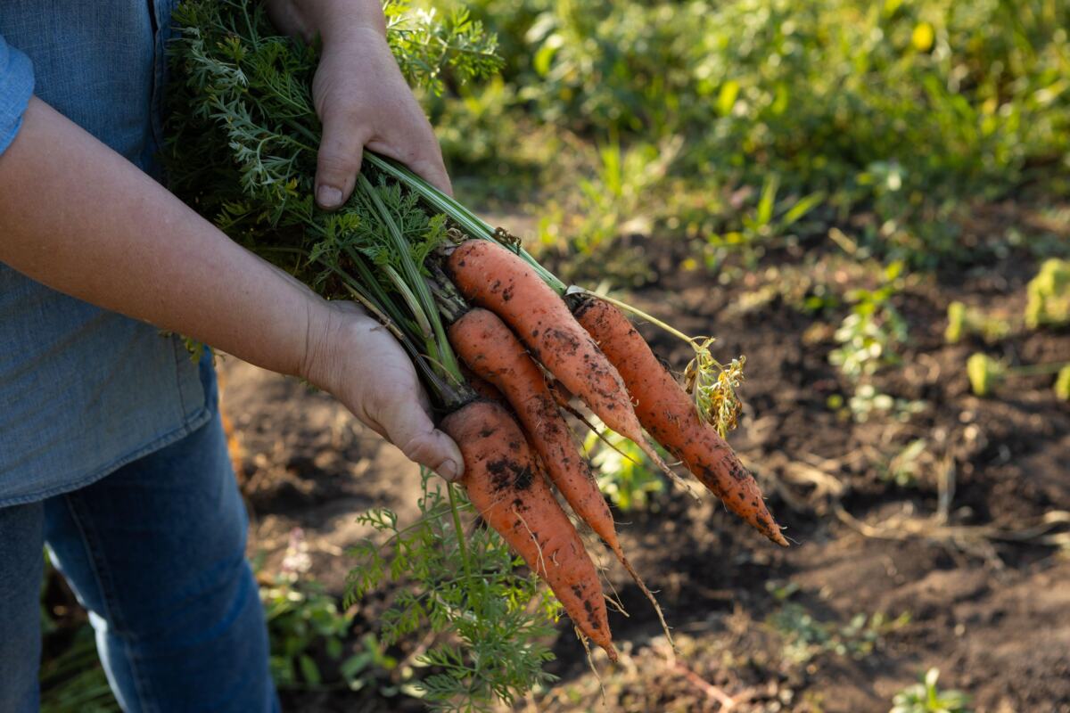 Gardening Tricks for Large and Sweet Carrots: One Mistake Often Ruins the Entire Harvest