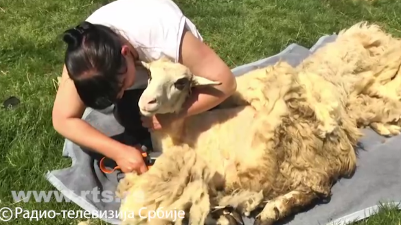 Nekad je u Srbiji bila zlata vredna, a sad ne vredi skoro ništa! Za šišanje 450, za kilo 35 dinara! Kako je cena ove vredne sirovine otišla u bescenje (foto) Nekad je u Srbiji bila zlata vredna, a sad ne vredi skoro ništa! Za šišanje 450, za kilo 35 dinara! Kako je cena ove vredne sirovine otišla u bescenje (foto)