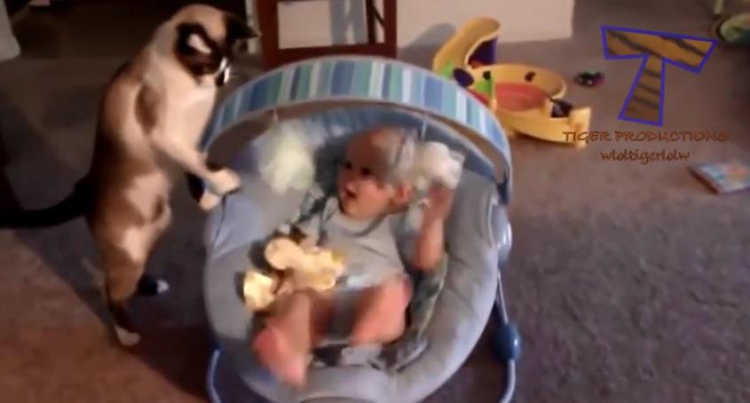 (VIDEO) JEDNOSTAVNO PRESLATKO: Ovako se igraju mace i bebe | Kurir