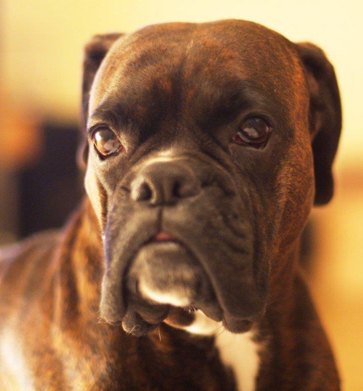Boxer Rasa Pasa NAJVEĆE MAZE NA SVETU: Ove rase pasa će uraditi sve za malo maženja ...