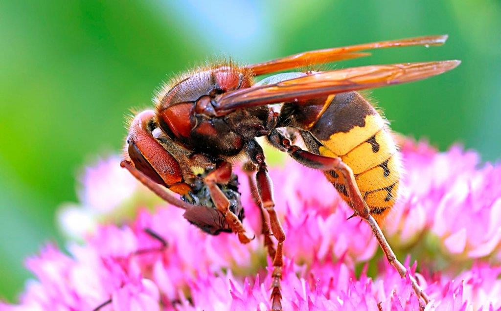 Manjenje Insect ON MOŽE DA VAS UBIJE, A VI NJEGA NE SMETE: Ako ubijete ovog insekta ...