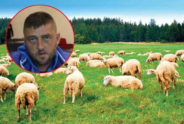 ČOBAN BRANI SVOJE STADO I OBRAZ: Moje ovce nemaju veze sa prostitucijom ...