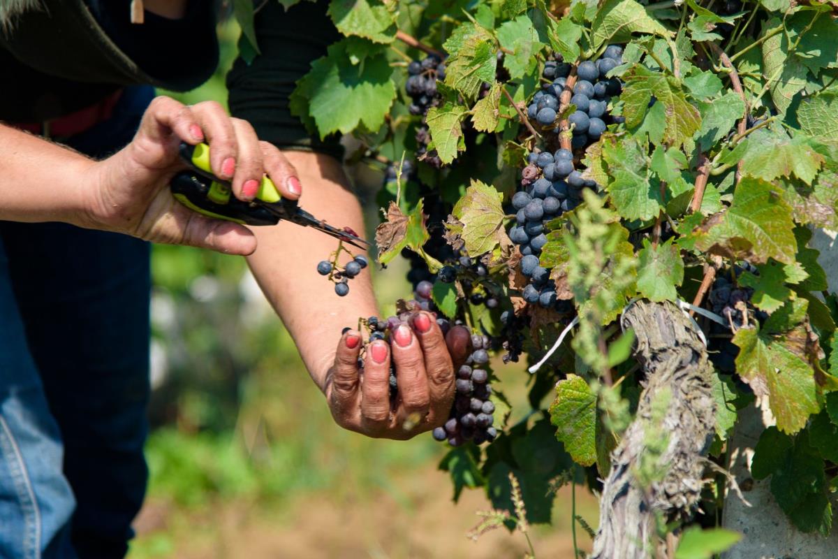 Berba grožđa nikad isplativija: Berača nema, pa vinogradari dižu cene dnevnica koje dostižu i do 60 evra