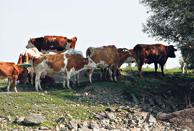 Država nastavlja podršku stočarima: Manji uvoz mleka i snažni podsticaji domaćoj proizvodnji Država nastavlja podršku stočarima: Manji uvoz mleka i snažni podsticaji domaćoj proizvodnji