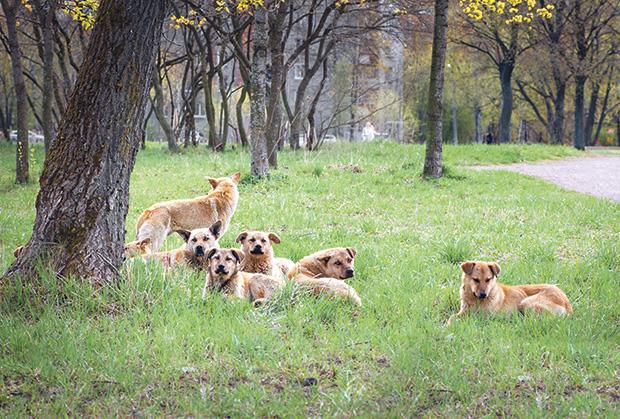 NOĆ STRAVE U SELU KOD SUBOTICE: Tri psa upala u tor i ubila 12 ovaca pred jagnjenje, vlasnik procenjuje štetu na više hiljada evra