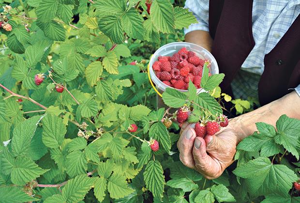 Malina za sada od 300 do 350 dinara Za 7 dana počinje berba u ariljskom kraju: "Sve je neizvesno, naročito kada se zna da je rod loš"