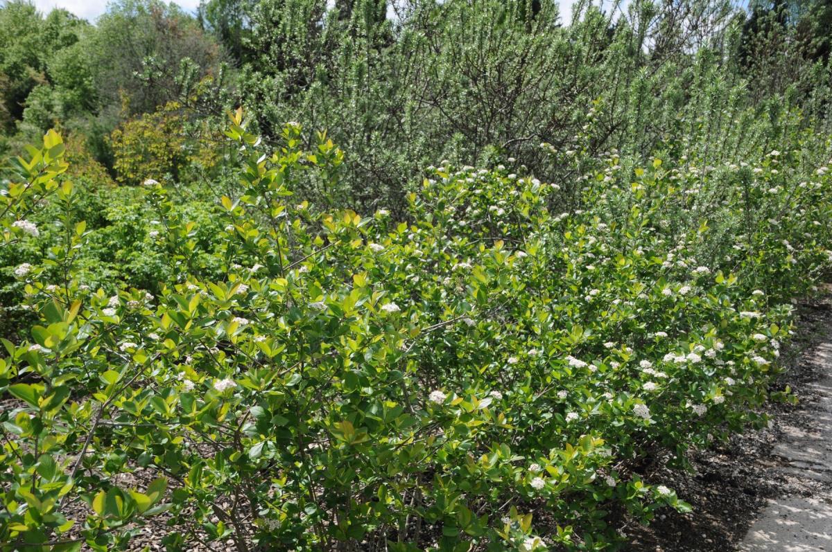 Marina posadila biljku, a od nje niklo 2 tone za godinu dana! Kilogram košta kao suvo zlato, a nema mnogo ulaganja Marina posadila biljku, a od nje niklo 2 tone za godinu dana! Kilogram košta kao suvo zlato, a nema mnogo ulaganja