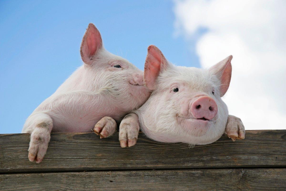 Nikola prodaje farmu krmača i fabriku stočne hrane! Sve je smešteno na površini od dva hektara, ima i magacin Nikola prodaje farmu krmača i fabriku stočne hrane! Sve je smešteno na površini od dva hektara, ima i magacin