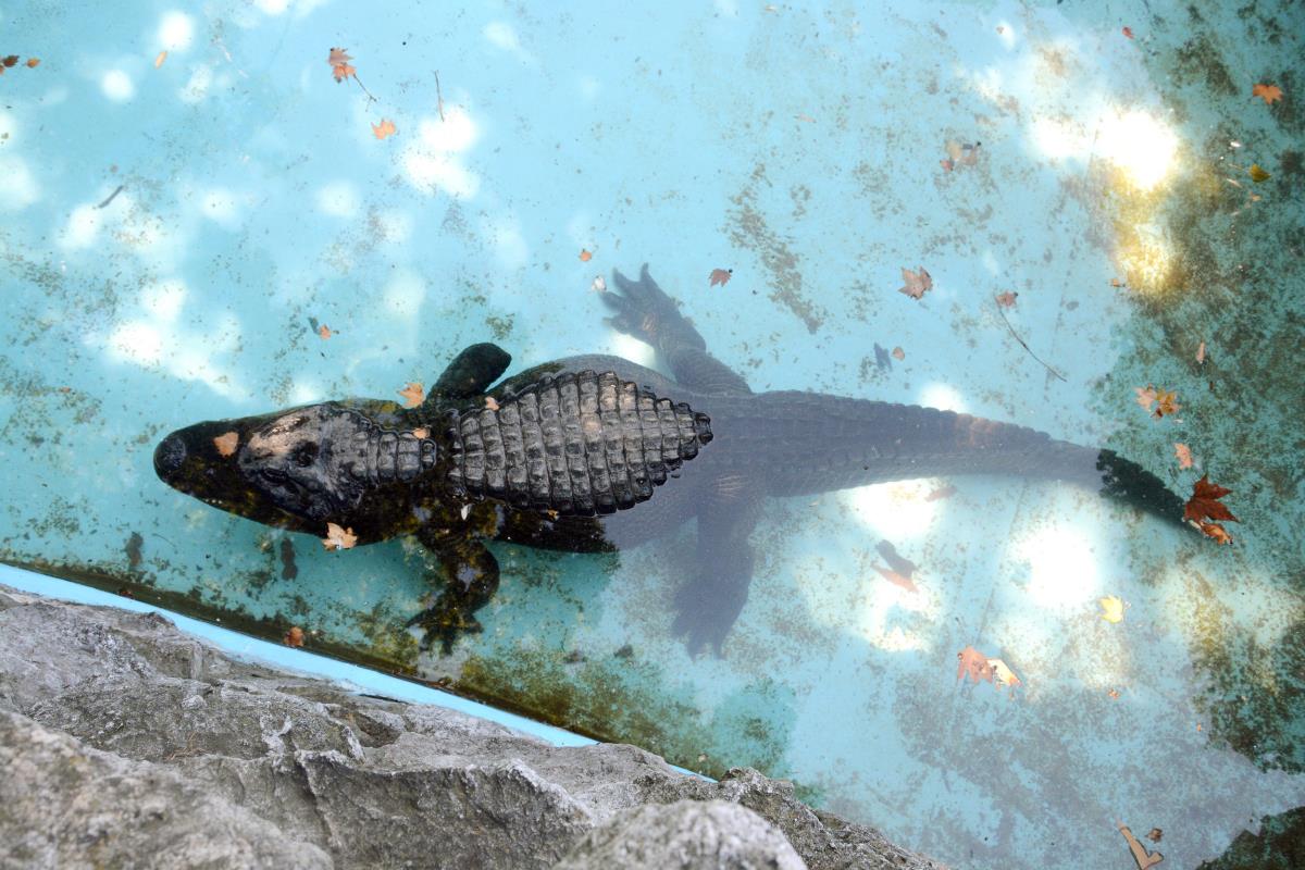 The oldest beast in the Belgrade Zoo still shows strength and charm: Muja, the Belgrade alligator has become a synonym for longevity