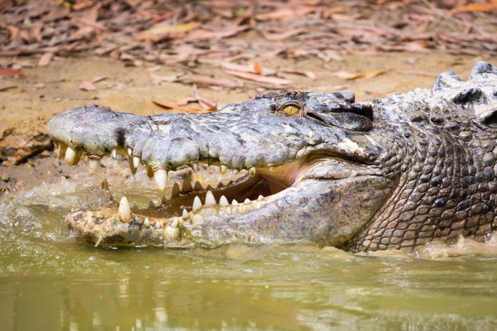HOROR U ZOO VRTU! Muškarac s poteškoćama u razvoju bacio dečaka (3) u prostor sa krokodilima, a onda je vlasnica napravila HEROJSKI POTEZ i spasila dete!