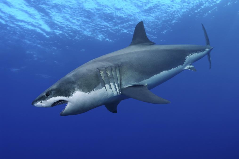 profimedia0472775644.jpg?ts=2020-01-05T11:38:14