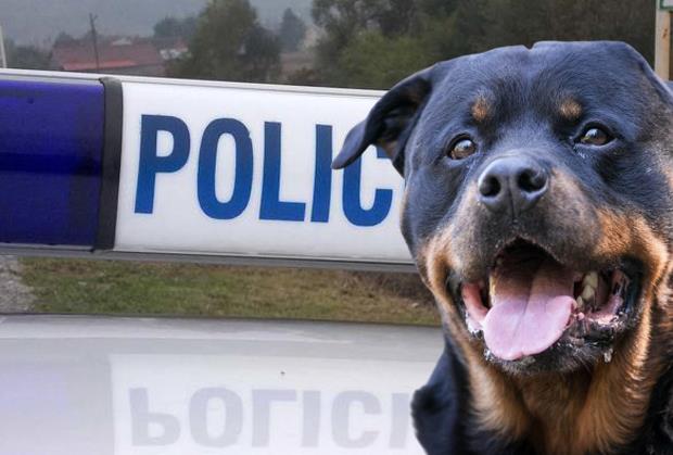ROTVAJLER NAPAO DETE ISPRED VRTIĆA U KRAGUJEVCU: Policija odmaz došla, utvrđuje se ko je vlansik besnog psa! 
