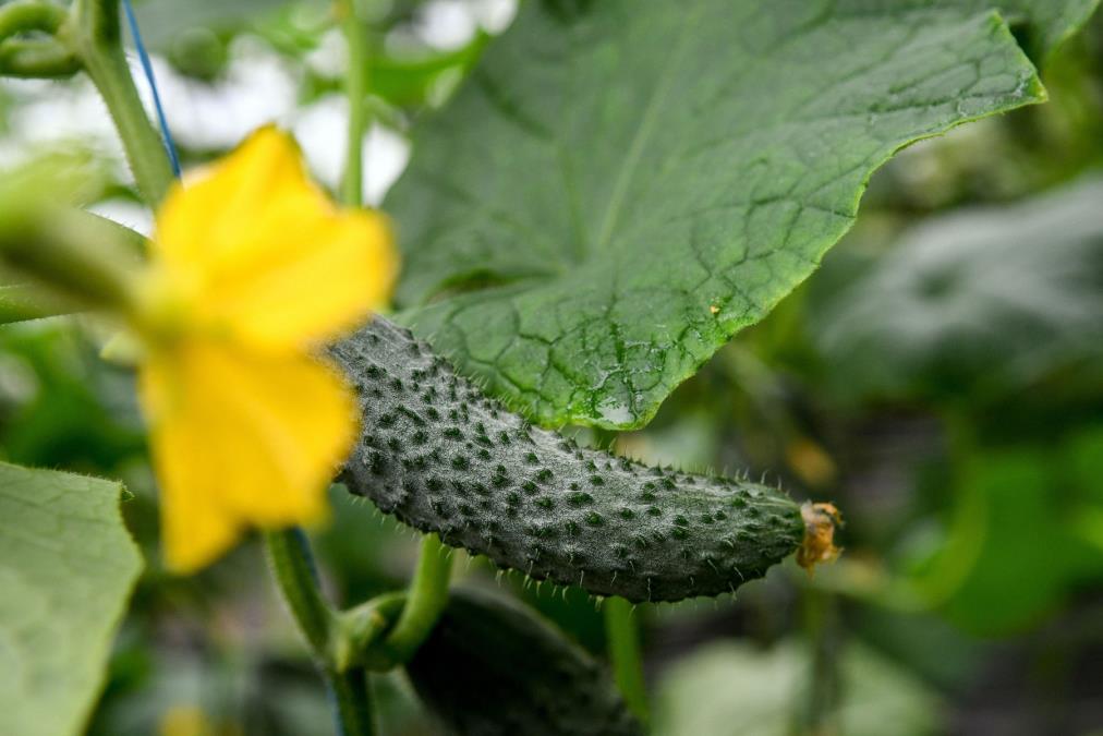 Krastavce sadite pored ovih biljaka i dobićete duplo veći rod: Tajna iskusnih baštovana je u ovim kombinacijama