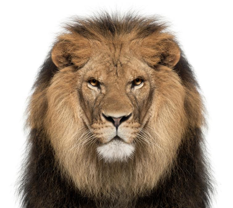 shutterstock-750083320.jpg?ts=2022-05-31T22:42:01