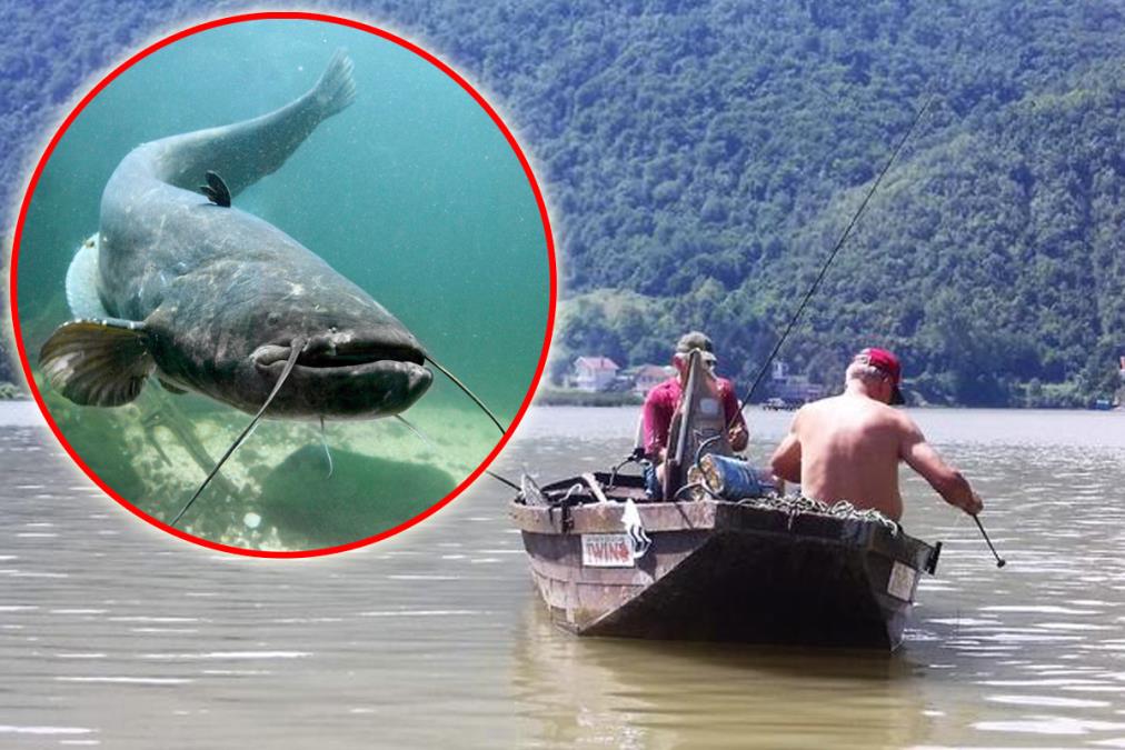 DVA DRUGARA IZ REKE IZVUKLA OGROMNOG SOMA, A ONDA MU IZ USTA IZAŠLO... Monstrum od 2,30 metara izbljuvao nešto JEZIVO na obalu: "Već se sve RASPADALO"