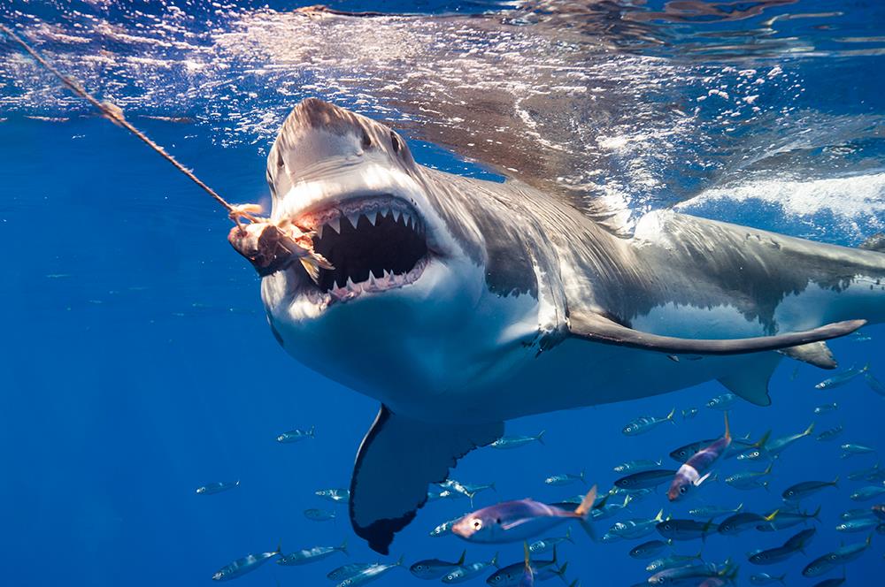 NAJEZDA MORSKIH NEMANI! ČAK 20 VELIKIH BELIH AJKULA PO PLAŽI! Plivaju tik uz kupače koji uopšte nisu ni svesni prisustva OPASNIH predatora! Šta se dešava?