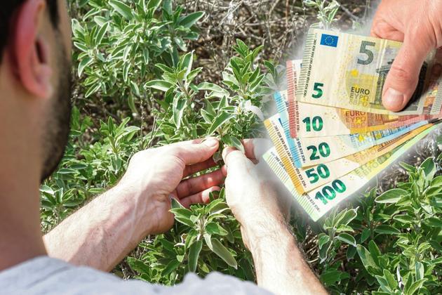 Srbi ovo masovno sade i prodaju, zarade i preko 5.000 evra! Ovo su najisplativije biljne kulture, a ulaganja - minimalna!