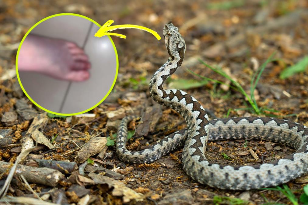 Zmije vrebaju i u gradovima: Ovako možete prepoznati otrovni