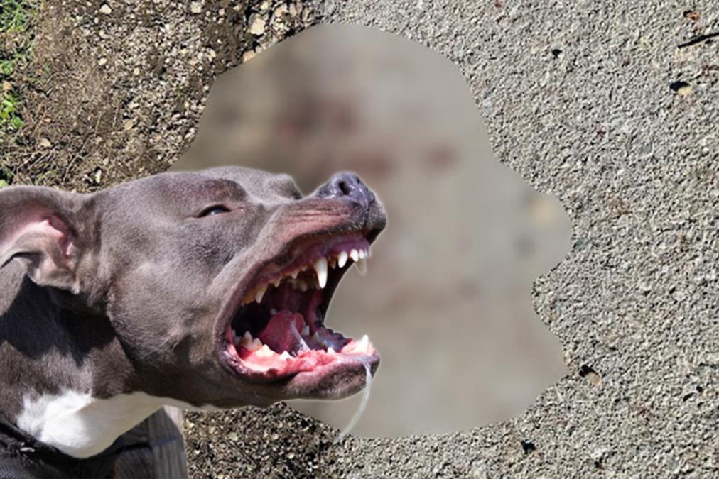 PITBUL ŠČEPAO DEVOJČICU ZA GLAVU (4), PA JE IZUJEDAO! Baka i deka bili nemoćni, prolaznici MUNJEVITO reagovali da spasu dete!