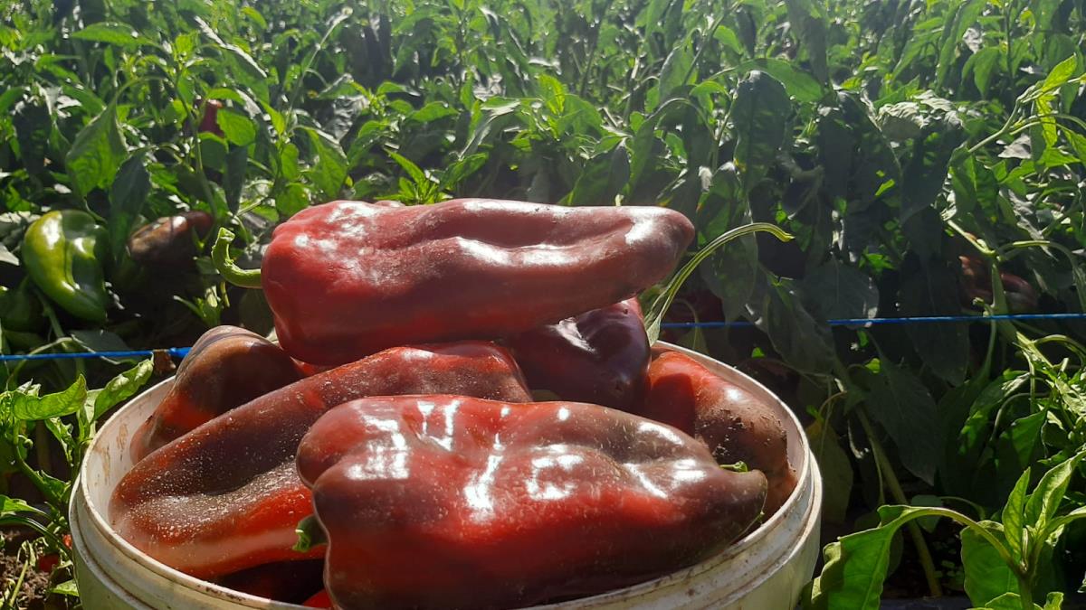 Tajna krupne i mesnate paprike: Evo kada moraju da se okopaju i šta je najvažnije uraditi nakon zalivanja