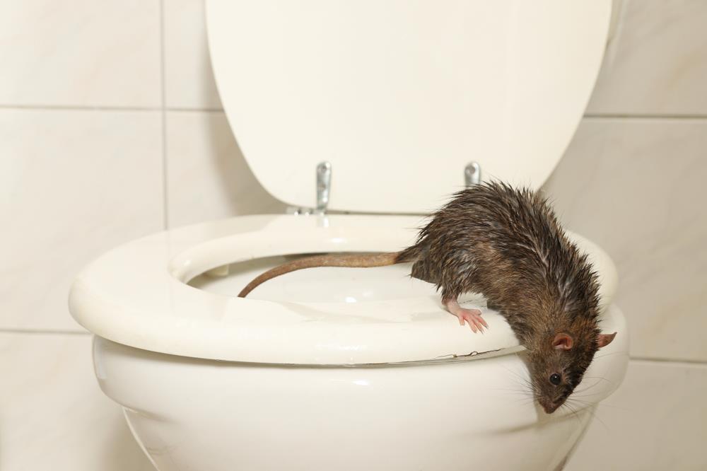 Horor u kupatilu! Pacov može da stigne i na 13. sprat: Ako ga ugledate u WC šolji, ne puštajte vodu!