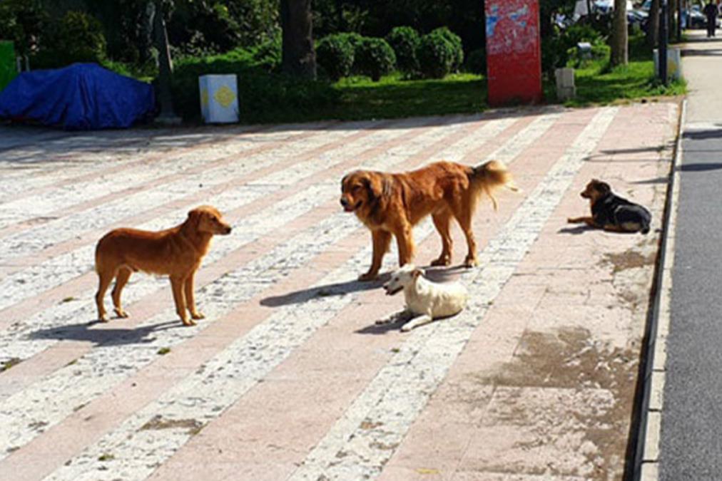 Horor na putu do vrtića u Priboju: Čopor pasa opkolio majku s dvoje male dece, jedan nasrnuo na nju