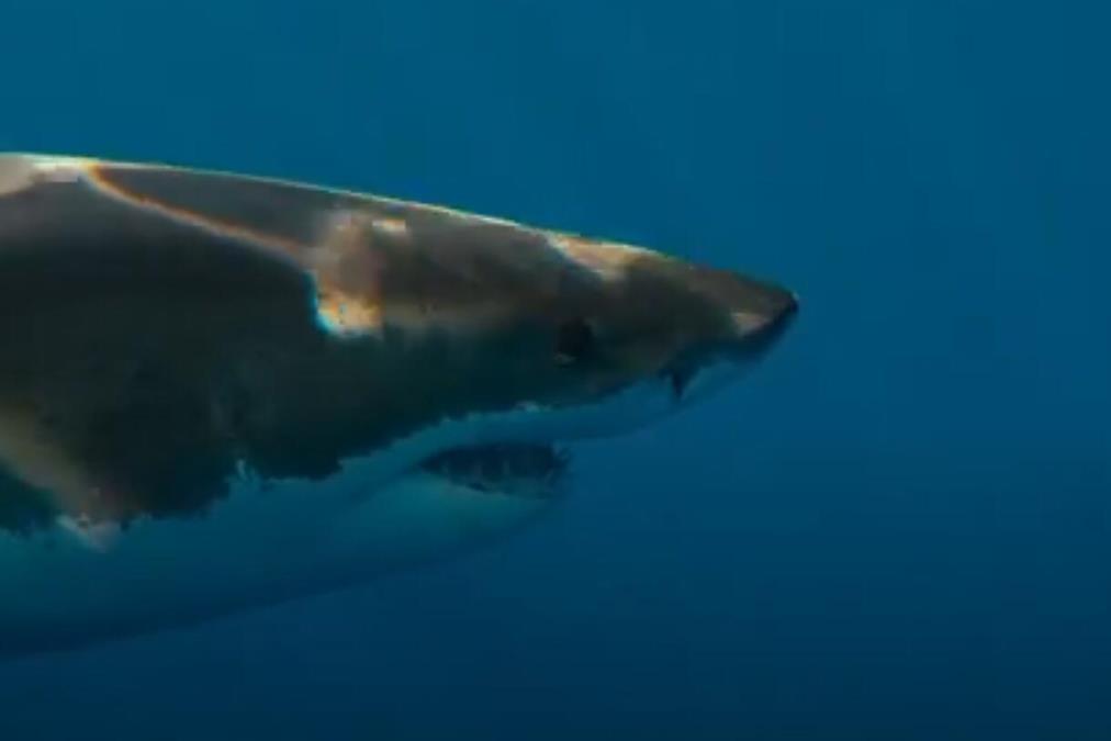 screenshot-20240305-191938.jpg?ts=2024-03-05T19:23:45