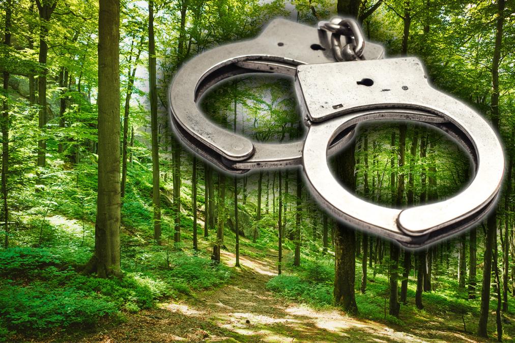 OTKRIVENA SERIJA TEŠKIH KRAĐA U JP "SRBIJAŠUME" Osumnjičeni pričinio materijalnu štetu od 150.000!