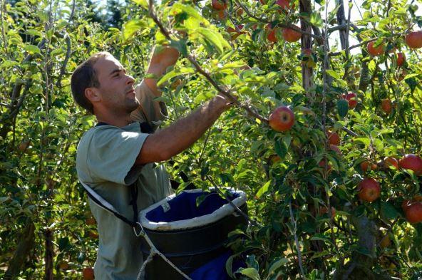 Kako zaštiti voće od mraza? Najavljuje se zahlađenje, evo kako da spasite bašte i voćnjake