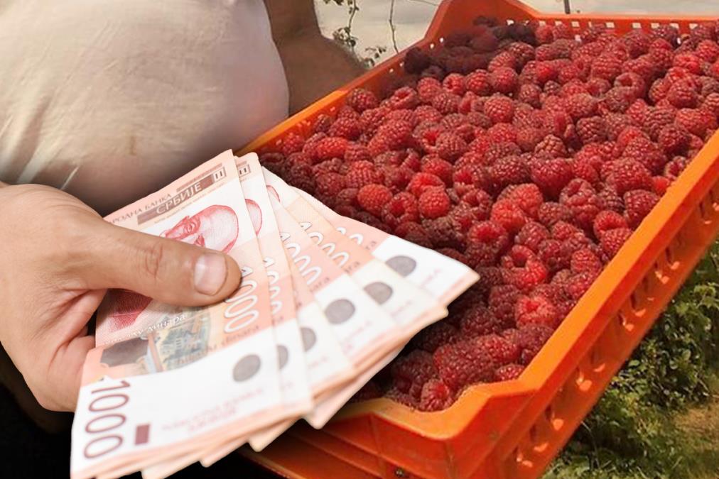 Dnevnica za berbu malina ide i do 6.000 dinara uz stan i hranu, ali berači poručuju: "Za te pare beri ih sam!"