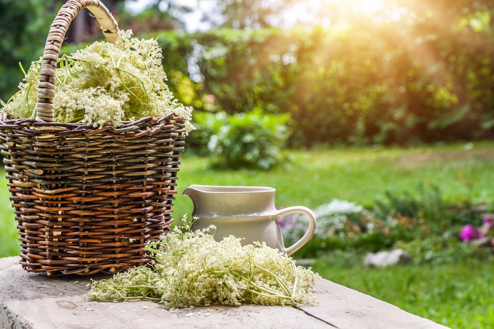 Zova samo što nije procvetala: Ovo su 3 ključna znaka po kojima se razlikuje cvet omiljene biljke od otrovne dvojnice