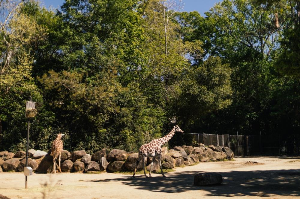 TROPŠKI TALAS PRŽI PRESTONICU: Ovako se rashlađuju stanovnici Beo zoo vrta tokom toplotnog talasa! Evo ko i na 40 stepeni traži GREJANJE