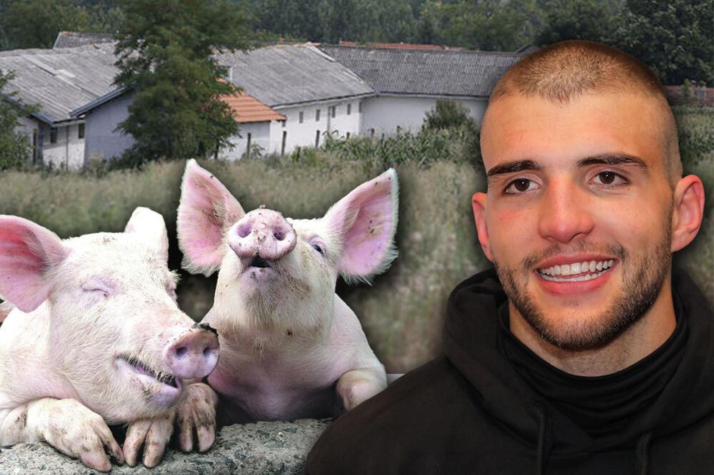 SVI ZNAMO DA VELJKO RAŽNATOVIĆ GAJI PRASIĆE, SAD JE POKAZAO ŠTA JOŠ ČUVA NA FARMI: Uslikao stado ovaca, a tek da vidite psa čuvara (FOTO)