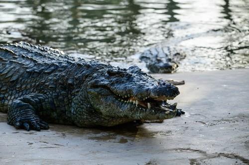 krokodil-dandi-profimedia-0801045161.jpg?ts=2024-12-23T11:18:08