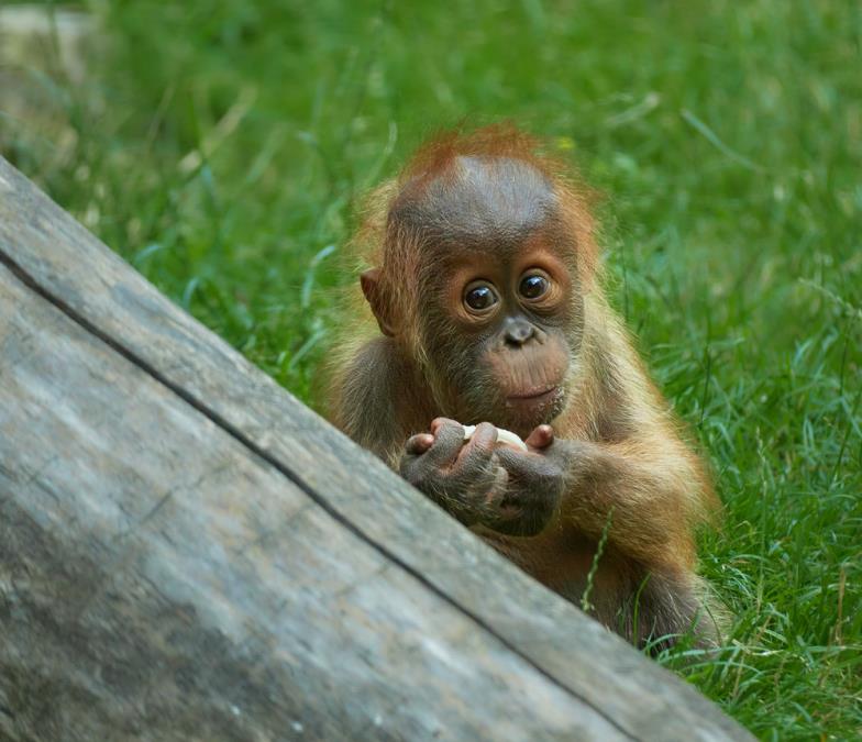 Indonezija premestila osam orangutana na sigurno posle požara na Borneu