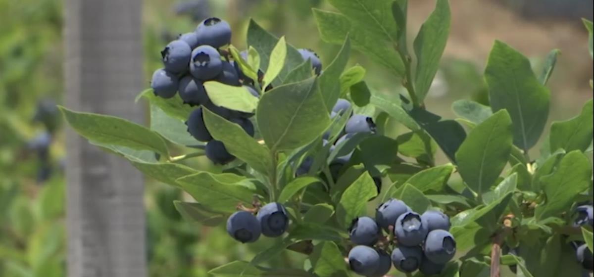 Visoko povpraševanje po nabiralcih borovnic v Srbiji