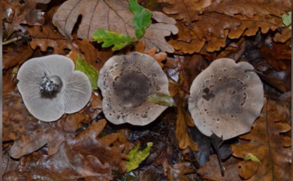 OTKRIVENA NOVA SPECIFIČNA VRSTA GLJIVE U SRBIJI Odmah urađene dve nezavisne DNK analize u Španiji i kod nas: Evo o kakvoj vrsti je reč (FOTO)