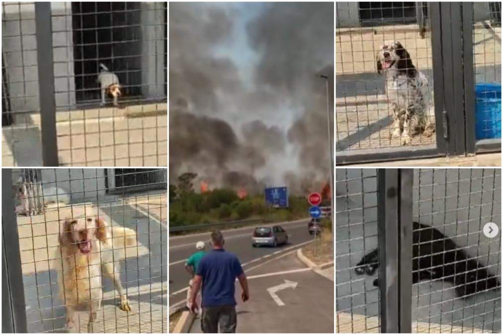 (UZNEMIRUJUĆE) VATRA IDE KA PRIHVATILIŠTU ZA PSE: Preplašene životinje čekaju pomoć, volonteri trče, scene koje teraju suze na oči (FOTO/VIDEO)