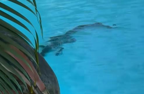 krokodil.jpg?ts=2025-11-01T18:31:27