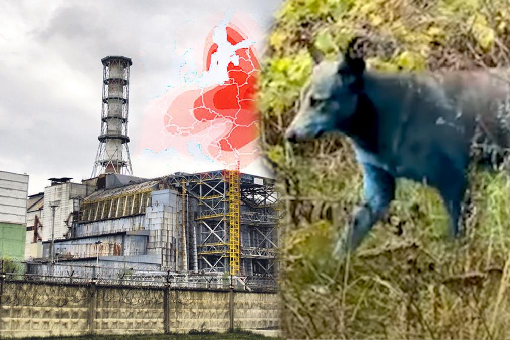 plavi-psi-cernobilj-.jpg?ts=2025-11-02T10:18:24