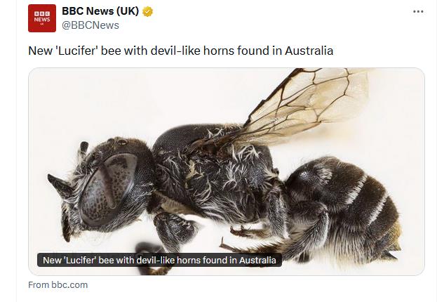 Lucifer-bee.jpg?ts=2025-11-11T09:32:02